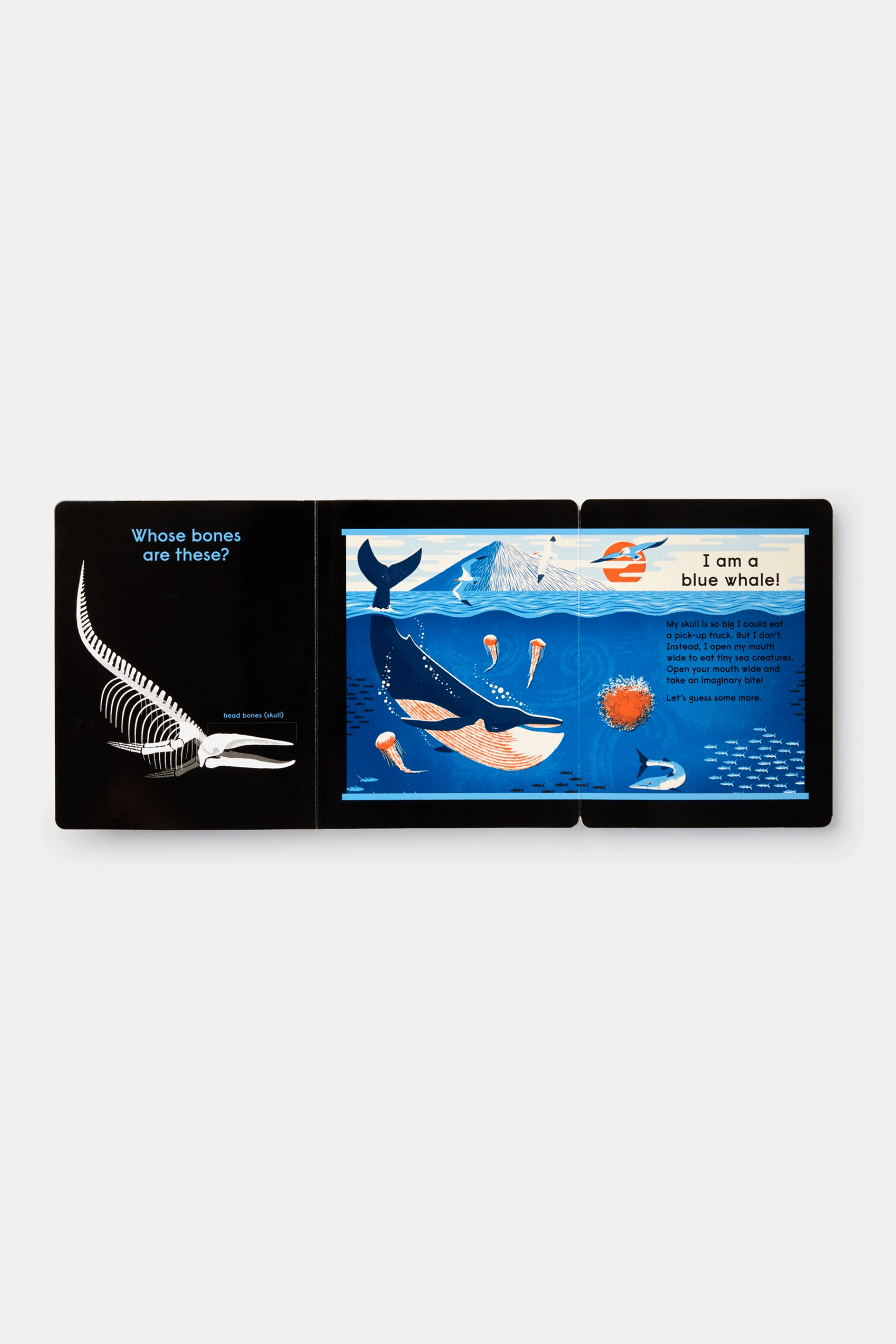 PHAIDON Books Whose Bones?