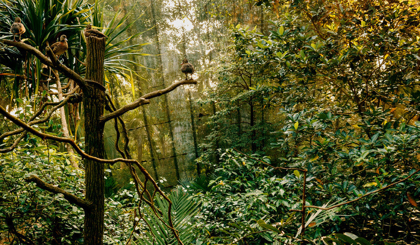 My Forest Has No Name