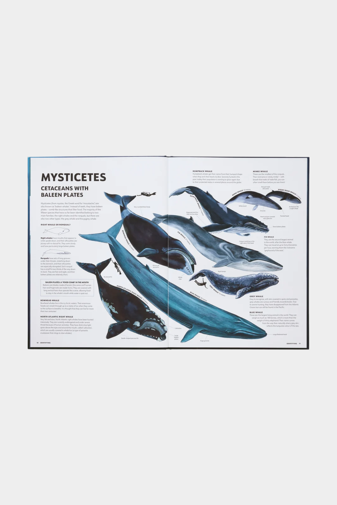 Mysteries of Marine Mammals: An Illustrated Guide to Whales, Dolphins, and Porpoises