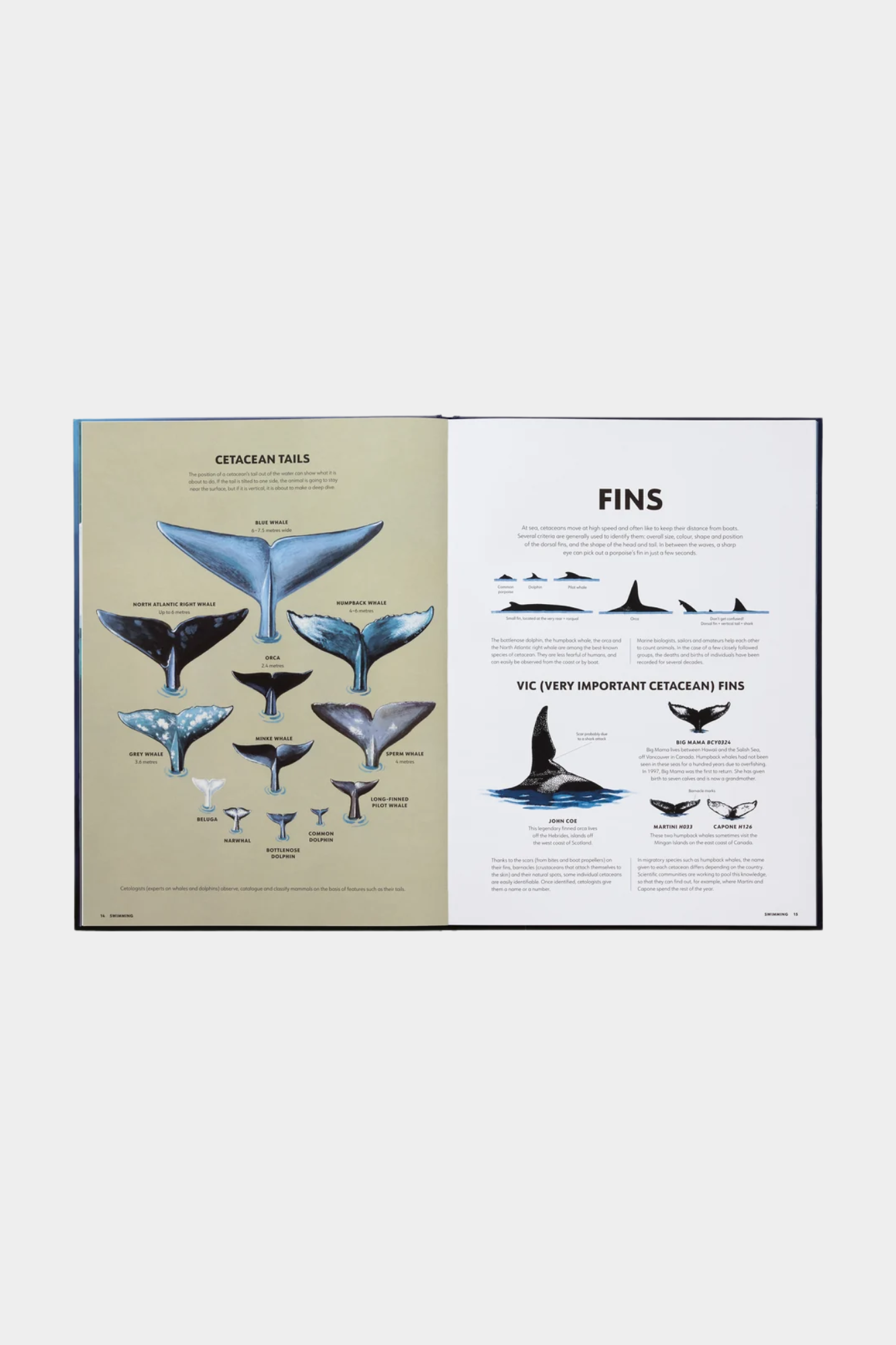 Mysteries of Marine Mammals: An Illustrated Guide to Whales, Dolphins, and Porpoises