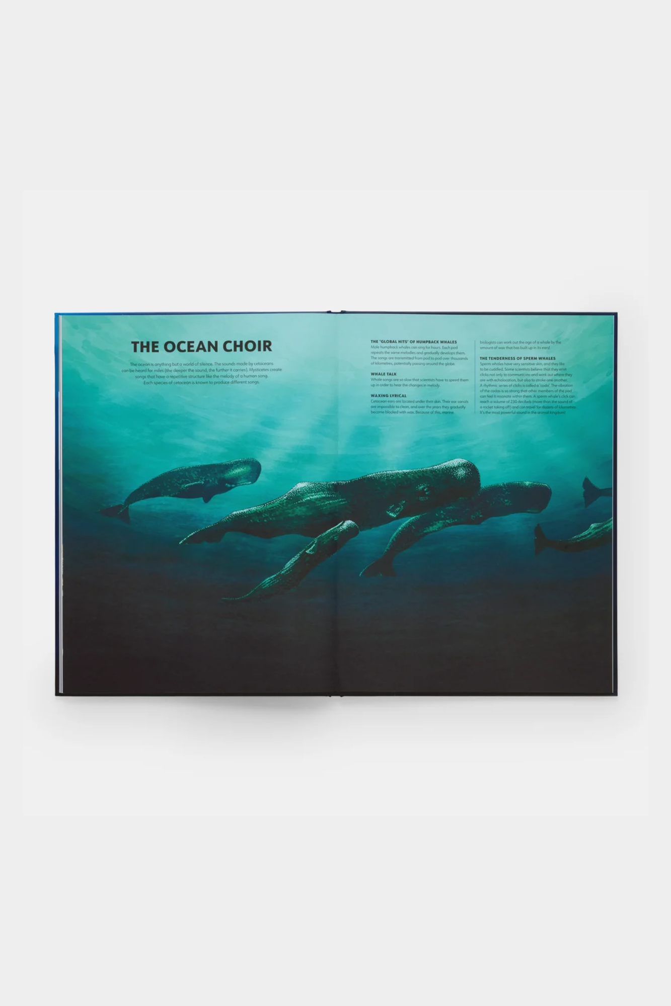 Mysteries of Marine Mammals: An Illustrated Guide to Whales, Dolphins, and Porpoises