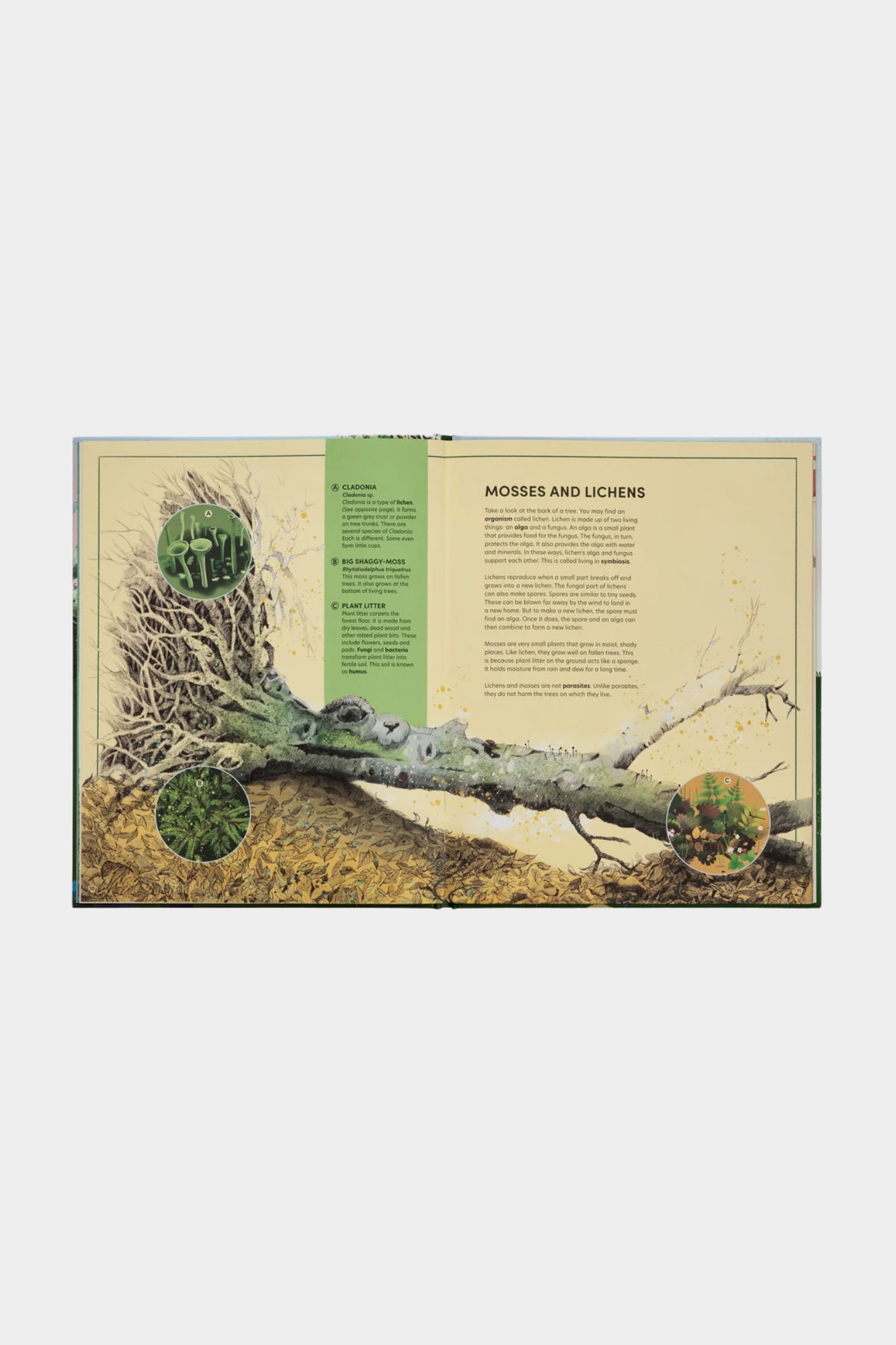The Tomorrow Tree: How Nature Creates New Life From Old
